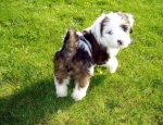 araki tibetan terriers 010