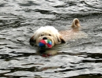 araki tibetan terriers florence