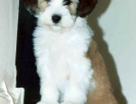 araki tibetan terriers florence02600x425