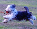 araki tibetan terriers flying