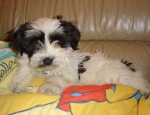 araki tibetan terriers kasper