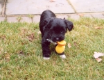 araki tibetan terriers puppyplaying