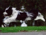 araki tibetan terriers razzle