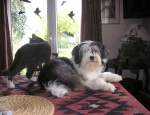 araki tibetan terriers rosie