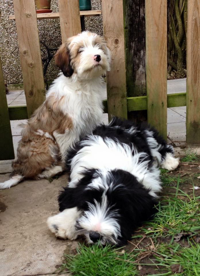 Araki Puppies Araki Tibetan Terriers