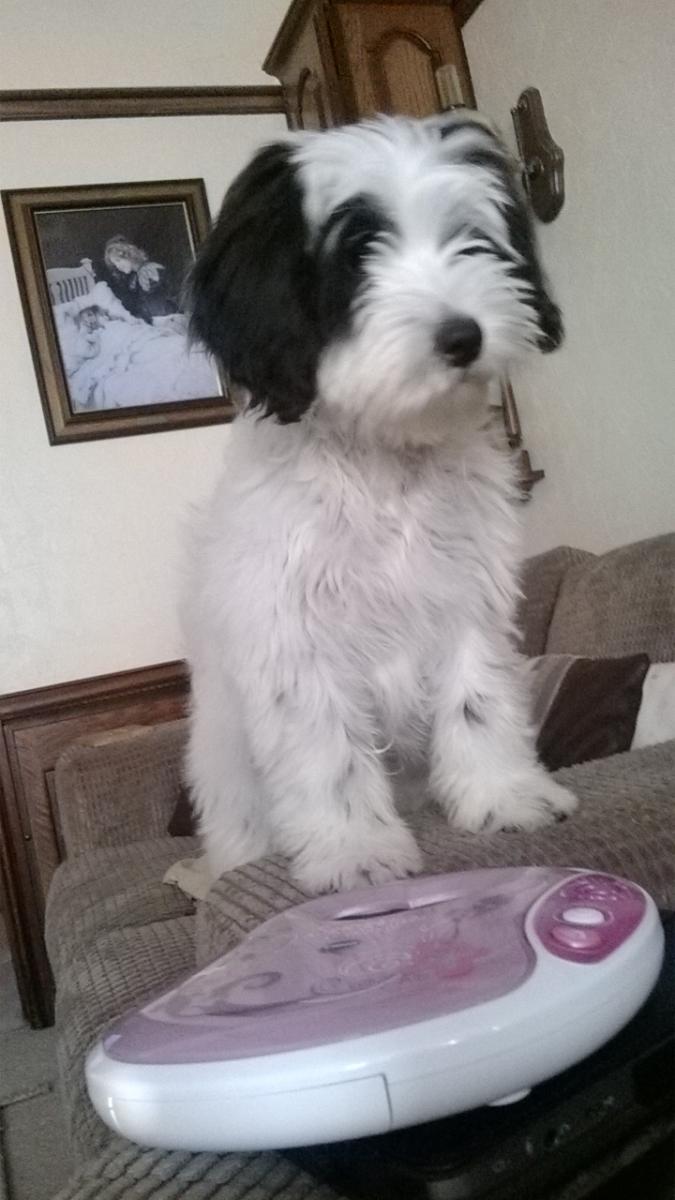 araki tibetan terrier for sale