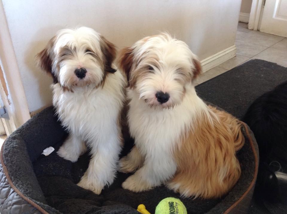 Araki Puppies | Araki Tibetan Terriers