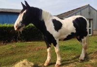 araki-horse-having-tea