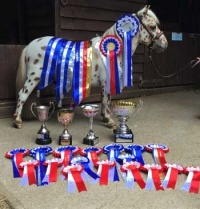 araki-horse-winners