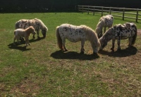 araki-horses-in-the-paddock