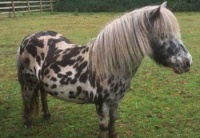 araki-spotted-pony